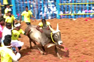 jallikattu video