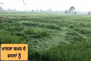 Rain and snow damage wheat crops in punjab