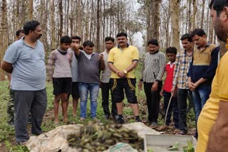 जिल्ह्यातील जंगलात गारपिटीने तब्बल ५ हजाराहून अधिक पोपटांचा मृत्यू