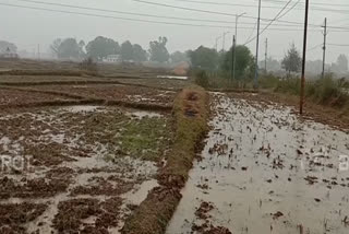 Damage to crops due to rain