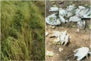 wardha-again-hits-early-rains-birds-died