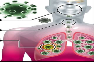 How corona will enter into lungs and blood