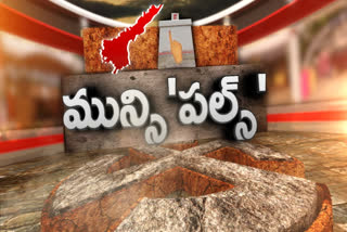 ycp get 159 wards in muncipal elections