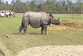 one horn Rhino openly move in Majuli