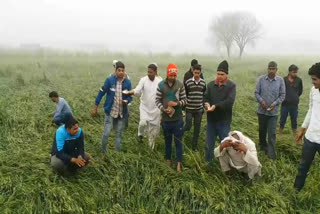 Damage to crops due to unseasonal rain and hail in palwal