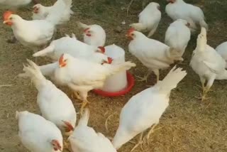 cockerel hen