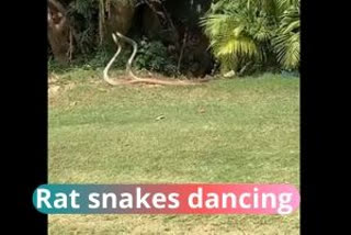 Snakes dancing