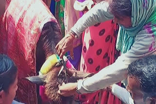 UP farmer holds 'mundan' ceremony for buffalo calf