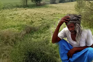 farmers crop wasted due to hail and rain at latipur village in greater noida