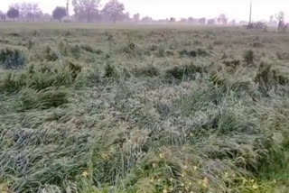 crops damage by thunderstorm in bhiwani