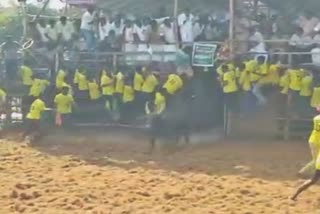 jallikkattu