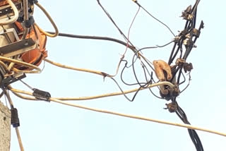 monkey died due to electric shock in bhati mines