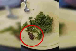 Cockroaches on a dinner plat