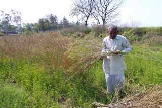 Harvesting of mustard crop starts