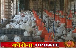 Losing poultry business for Corona crisis in palghar