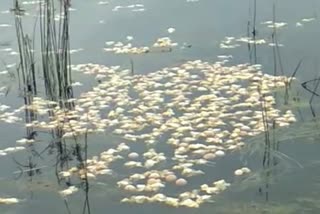 Dead chicken thrown in river