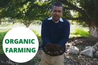 This Uttarakhand farmer produces organic mangoes, sets an example!