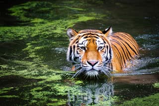 Fishermen killed by tiger in sunderban