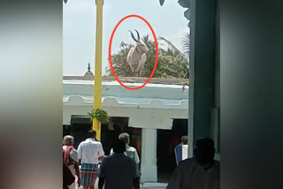 Ox on the Divyalingeshwara Temple in Haradanahalli