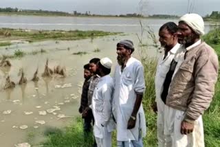 yamuna river water level