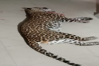 dead leopard rescued at Maligaon