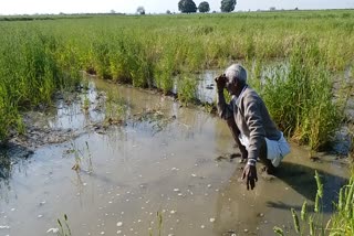 immediate inspection of damaged crop and compensation