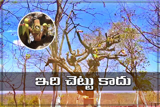 special-story-birds-plant-in-ananthagiri-at-vikarabad-district