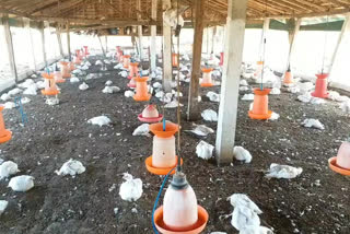 When chickens die in poultry farms