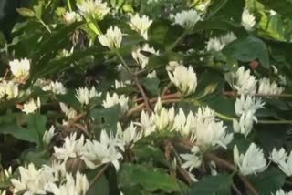 Blossom Day in the coffee garden