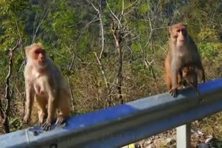 monkeys population decreased in Himacha