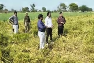 crops damaged due to hailstorm in up