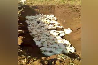 The living grave of thousands of chickens