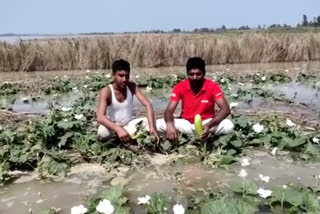 बरसात से फसलें हुई नष्ट, crops destroyed due to rain