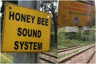 Honey bee sound system