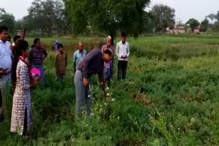 Collector inspecting wasted crop