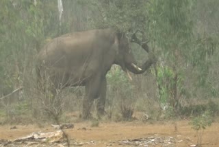 drought-in-sathyamangalam-wildlife-sanctuary-leaves-an-elephant-to-fetch-food-and-water