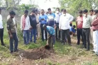 Head of animal buried inside soil