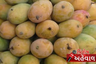 valsad hafus mango famous in world for its sweetness