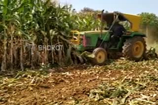 ಬೆಳೆ ನಾಶ ಮಾಡಿದ ರೈತ