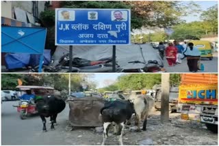 Stray cattle gathering on the main road on dakshinpuri delhi