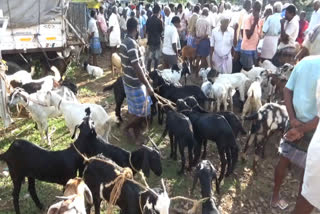 coronation-panic-banned-pussy-barrier-to-livestock-market