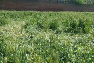 crop  Damage due to rain in panipat