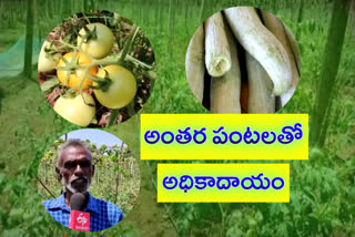 High income with intercrops at mailavaram in krishna