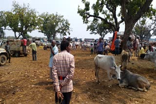 cattle huts