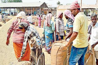 government targets more than one lakh tons of Grains collections from farmers