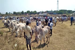 Cattle market canced at haveri