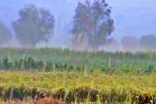 crop-damage-due-to-heavy-rain-in-buldana