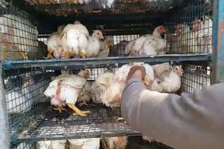 Chicken prices fall in Khandwa due to fear of Corona virus