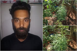 ganja seized  Man arrested in Malappuram  Malappuram  വീട്ടുവളപ്പിൽ കഞ്ചാവ് വളർത്തൽ  മലപ്പുറത്ത് ഒരാൾ അറസ്റ്റിൽ  മലപ്പുറം