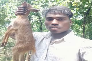 Person who hunted deer cubs arrested in ramgarh